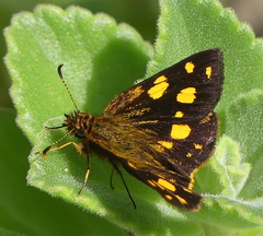 Metisella metis paris