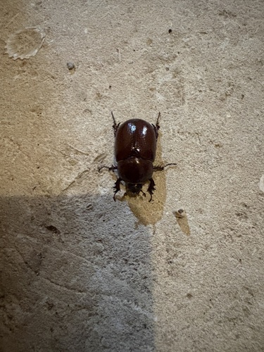 Phyllognathus excavatus