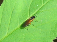 Athaliinae