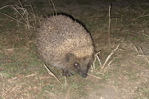 Northern White-breasted Hedgehog
