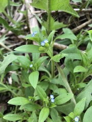 Myosotis sparsiflora