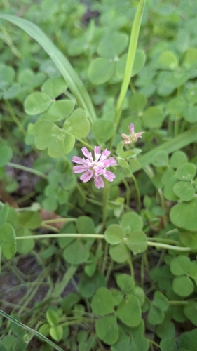 Trifolium resupinatum, photograph 1