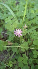 Trifolium resupinatum