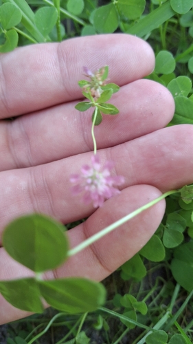 Trifolium resupinatum, photograph 2