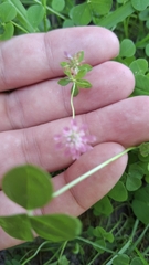 Trifolium resupinatum, photograph author not stated, no rights reserved