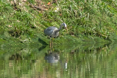Ardea cinerea