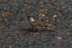 Passer domesticus