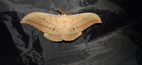 Japanese Silk Moth