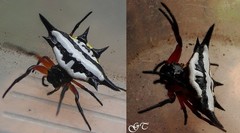 Gasteracantha rhomboidea