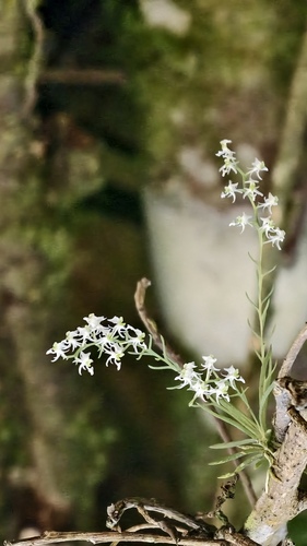 Phymatidium delicatulum, photograph 6