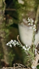 Phymatidium delicatulum, photograph (c) fmunoz, some rights reserved (CC BY)