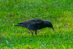 Sturnus vulgaris