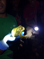 Osteopilus vastus