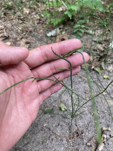 Equisetum ramosissimum, photograph 5