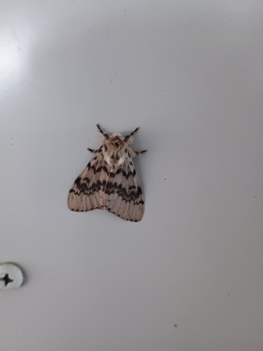 Lymantria antennata
