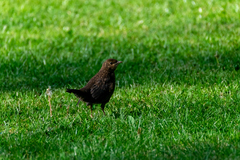 Turdus merula