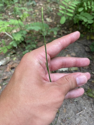Equisetum ramosissimum, photograph 6