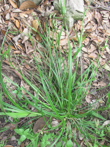 Edwards Plateau sedge (Carex edwardsiana)