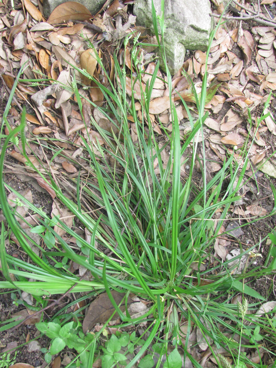 Carex edwardsiana