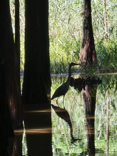 Grey Heron