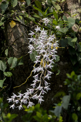 Dendrobium transparens