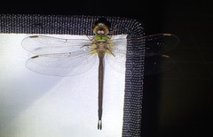 Gynacantha saltatrix