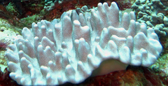 Cladiella