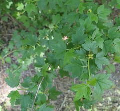 Ribes alpinum