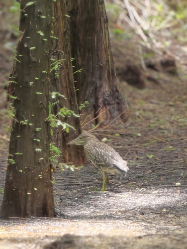 Black-crowned Night Heron