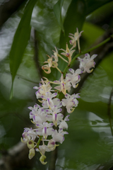 Aerides odorata
