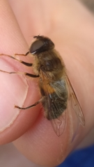 Eristalis pertinax