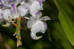 Aerides odorata