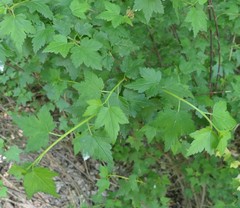 Ribes alpinum