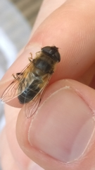 Eristalis pertinax