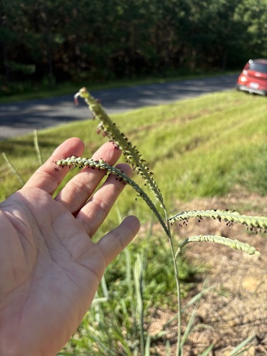 Paspalum floridanum, photograph 5