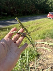 Paspalum floridanum, photograph author not stated, no rights reserved