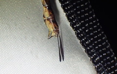 Gynacantha saltatrix