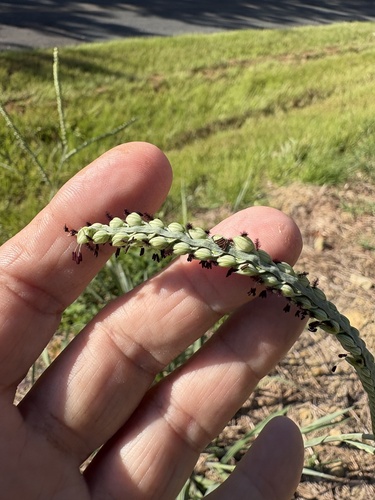 Paspalum floridanum, photograph 6