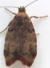 Choreutis pariana