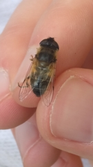 Eristalis pertinax