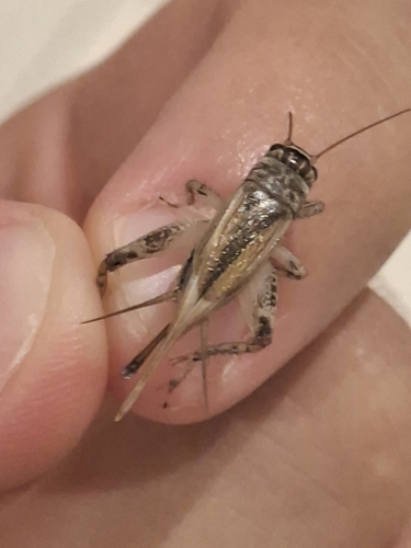 Verge Cricket