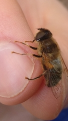Eristalis pertinax