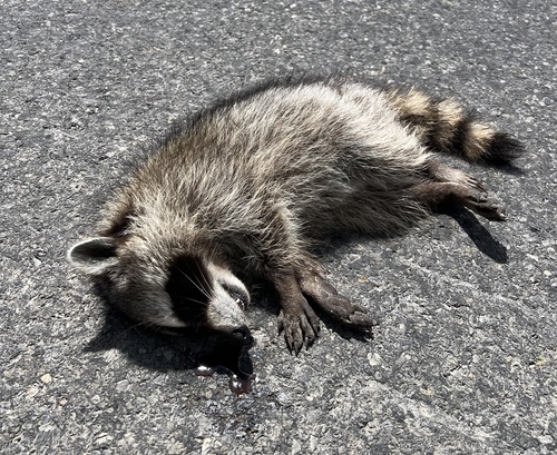 Common Raccoon