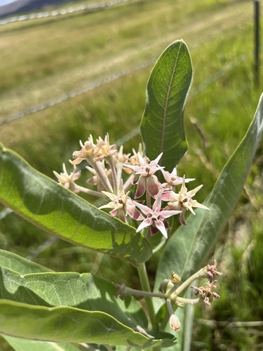 showy milkweed