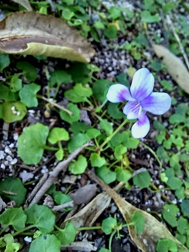 Viola hederacea, photograph 6