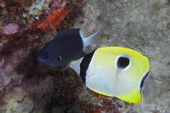 Teardrop Butterflyfish photo 5