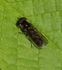 Meligramma triangulifera