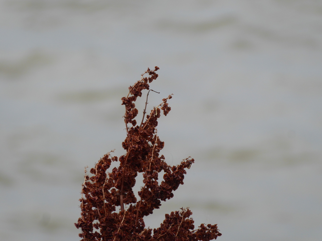 Rumex cristatus; photograph (c) jamie-aa, some rights reserved (CC BY)