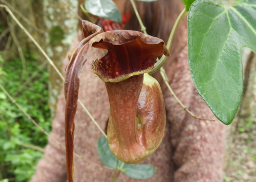 Aristolochia trilobata, photograph 6