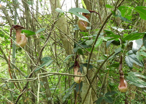 Aristolochia trilobata, photograph 5